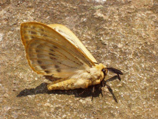 /filer/webapps/moths/media/images/P/pretoriae_Tissanga_A_Braun.jpg