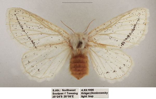 /filer/webapps/moths/media/images/P/pretoriana_Phiala_AF_TMSA_01.jpg