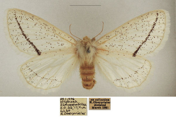 /filer/webapps/moths/media/images/P/pretoriana_Phiala_AF_TMSA_02.jpg