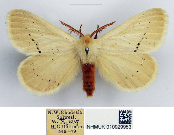 /filer/webapps/moths/media/images/P/pretoriana_Phiala_AM_NHMUK.jpg