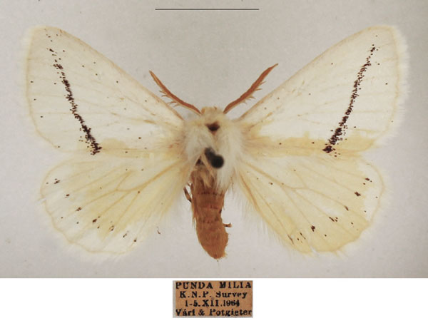 /filer/webapps/moths/media/images/P/pretoriana_Phiala_AM_TMSA_01.jpg