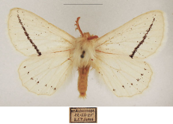 /filer/webapps/moths/media/images/P/pretoriana_Phiala_AM_TMSA_02.jpg
