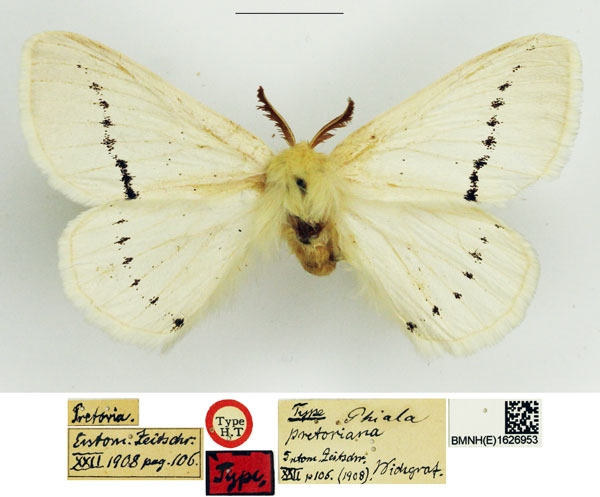 /filer/webapps/moths/media/images/P/pretoriana_Phiala_HT_NHMUK.jpg