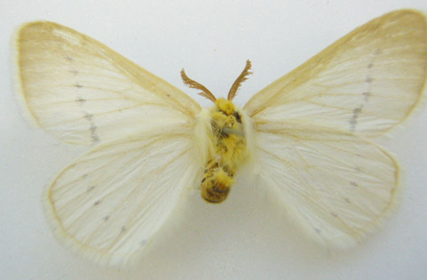 /filer/webapps/moths/media/images/P/pretoriana_Phiala_HT_NHMUKb.jpg