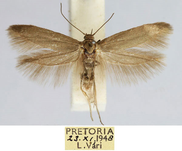 /filer/webapps/moths/media/images/P/pretoriensis_Scythris_HT_TMSA_BYYcdRu.jpg
