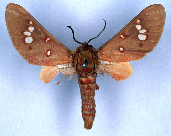 /filer/webapps/moths/media/images/P/preussi_Balacra_HT_ZMHB_01.jpg