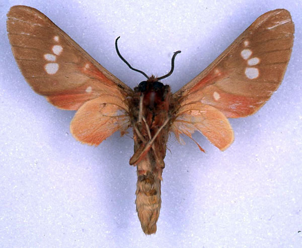 /filer/webapps/moths/media/images/P/preussi_Balacra_HT_ZMHB_02.jpg