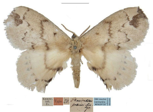 /filer/webapps/moths/media/images/P/preussi_Phasicnecus_HT_MfN.jpg