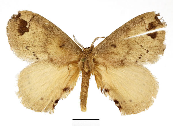 /filer/webapps/moths/media/images/P/preussi_Stenoglene_AM_Basquin_02.jpg