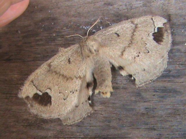 /filer/webapps/moths/media/images/P/preussi_Stenoglene_A_Guyonnet.jpg