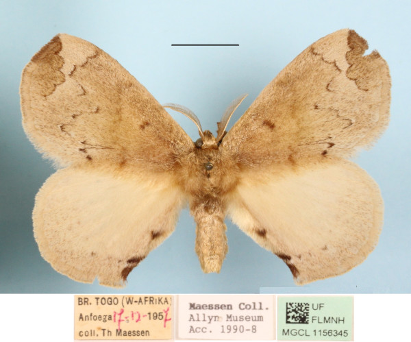 /filer/webapps/moths/media/images/P/preussi_Stenoglene_A_MGCLa_01.jpg