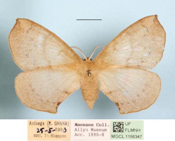 /filer/webapps/moths/media/images/P/preussi_Stenoglene_A_MGCLa_02.jpg