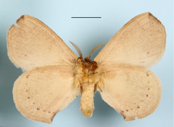 /filer/webapps/moths/media/images/P/preussi_Stenoglene_A_MGCLb_01.jpg