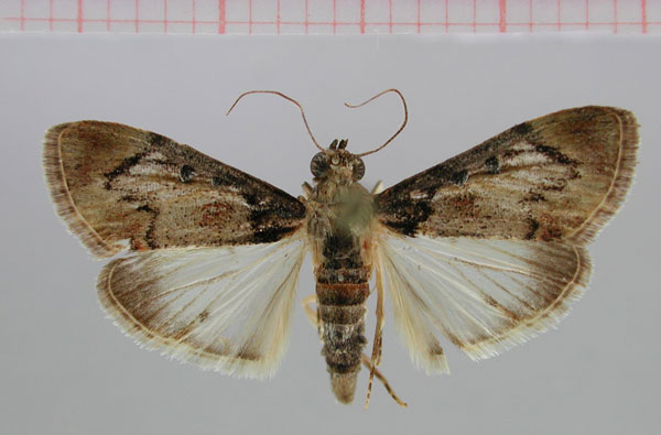 /filer/webapps/moths/media/images/P/prima_Otjipagapaga_PT_ZMHB.jpg