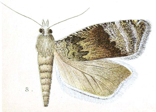 /filer/webapps/moths/media/images/P/primaria_Polychrosis_HT_Meyrick_3-8.jpg