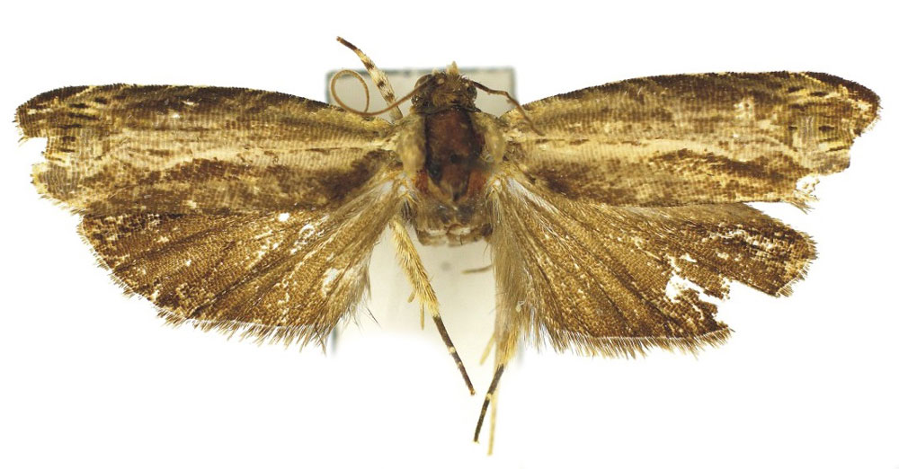 /filer/webapps/moths/media/images/P/primaria_Thylacogaster_HT_Bassi.jpg