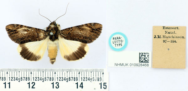 /filer/webapps/moths/media/images/P/primulina_Audea_PLT_BMNH.jpg