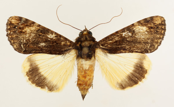 /filer/webapps/moths/media/images/P/primulina_Ulotrichopus_AF_TMSA_02.jpg