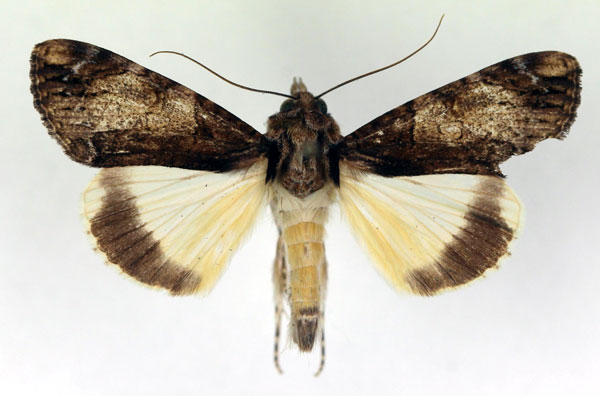 /filer/webapps/moths/media/images/P/primulina_Ulotrichopus_AM_RMCA.jpg