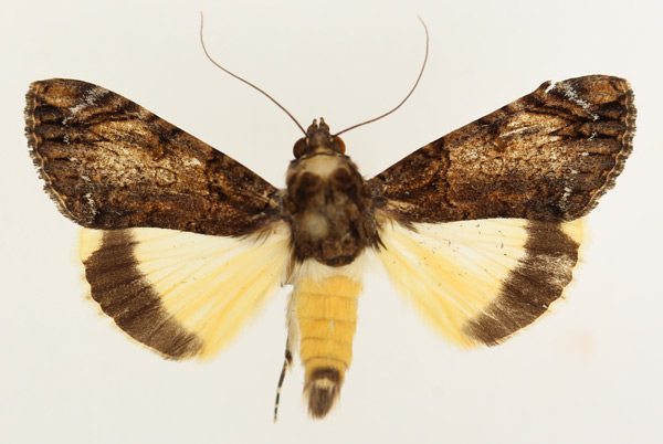/filer/webapps/moths/media/images/P/primulina_Ulotrichopus_AM_TMSA_02.jpg