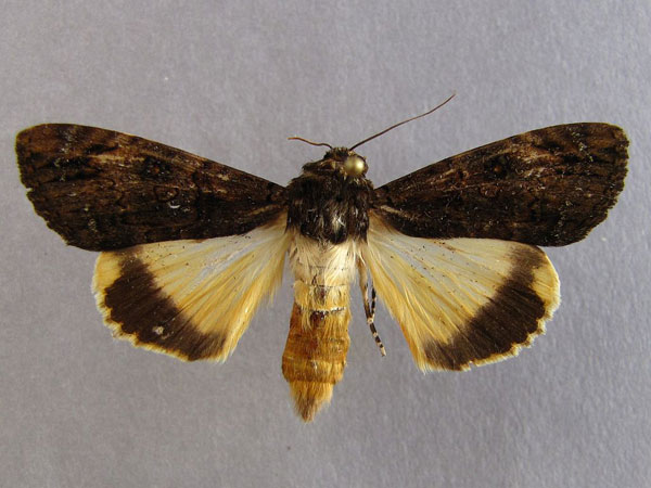 /filer/webapps/moths/media/images/P/primulina_Ulotrichopus_A_Baron_01.jpg