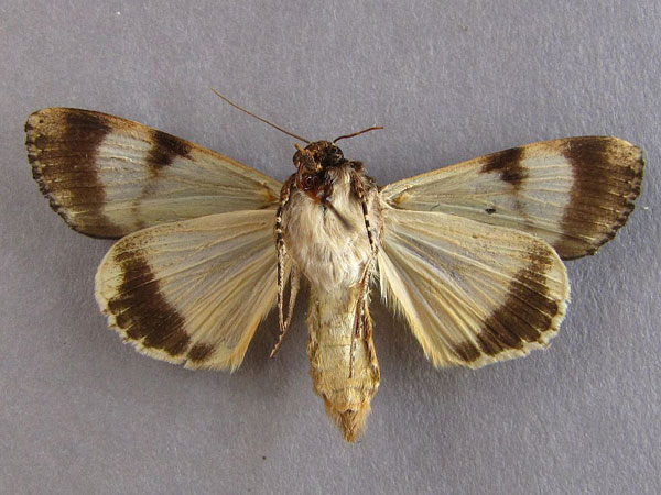 /filer/webapps/moths/media/images/P/primulina_Ulotrichopus_A_Baron_02.jpg
