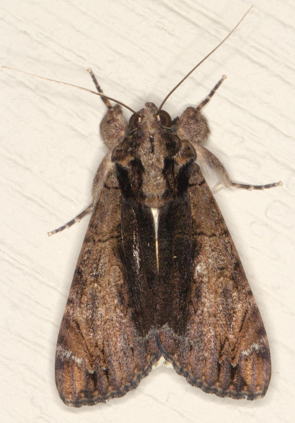 /filer/webapps/moths/media/images/P/primulina_Ulotrichopus_A_Heyns_01.jpg