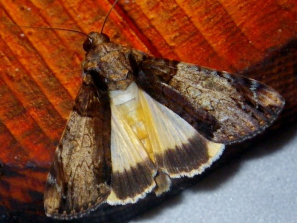 /filer/webapps/moths/media/images/P/primulina_Ulotrichopus_A_Liebenberg.jpg