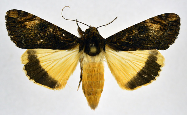 /filer/webapps/moths/media/images/P/primulina_Ulotrichopus_A_NHMO.jpg