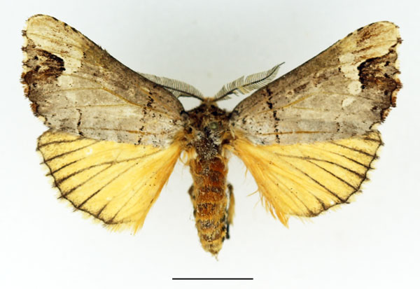 /filer/webapps/moths/media/images/P/princei_Phalera_AM_Basquin.jpg