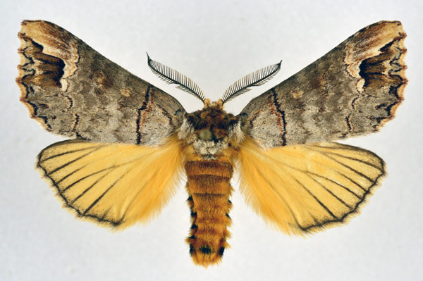 /filer/webapps/moths/media/images/P/princei_Phalera_AM_NHMO.jpg