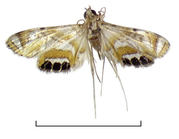 /filer/webapps/moths/media/images/P/principensis_Eoophyla_HT_BMNH.jpg