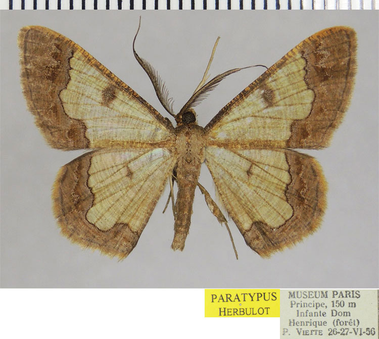 /filer/webapps/moths/media/images/P/principis_Zamarada_PTM_ZSMa.jpg