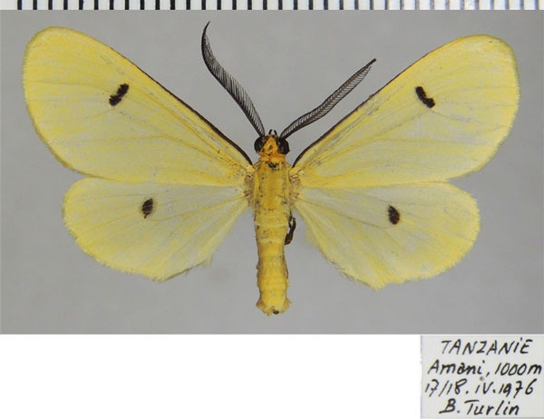 /filer/webapps/moths/media/images/P/pringlei_Geodena_AM_ZSMa.jpg