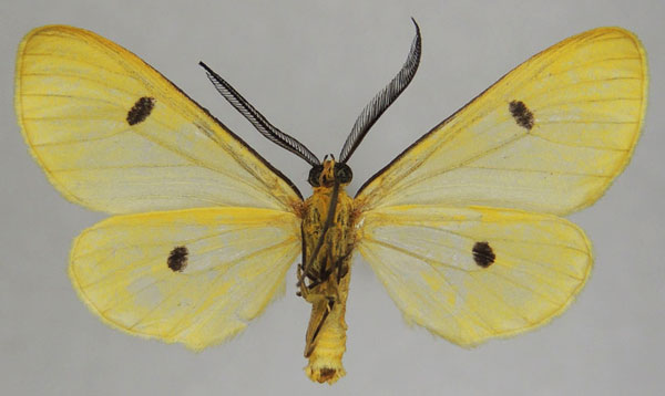 /filer/webapps/moths/media/images/P/pringlei_Geodena_AM_ZSMb.jpg