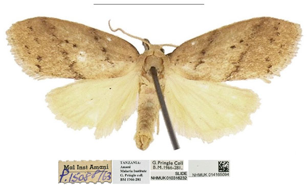 /filer/webapps/moths/media/images/P/pringlei_Spatulosia_HT_NHMUK.jpg