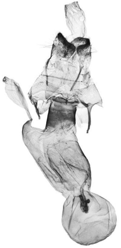 /filer/webapps/moths/media/images/P/pringlei_Tumicla_GFPT_BMNH.jpg
