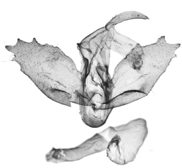 /filer/webapps/moths/media/images/P/pringlei_Tumicla_GMHT_BMNH.jpg