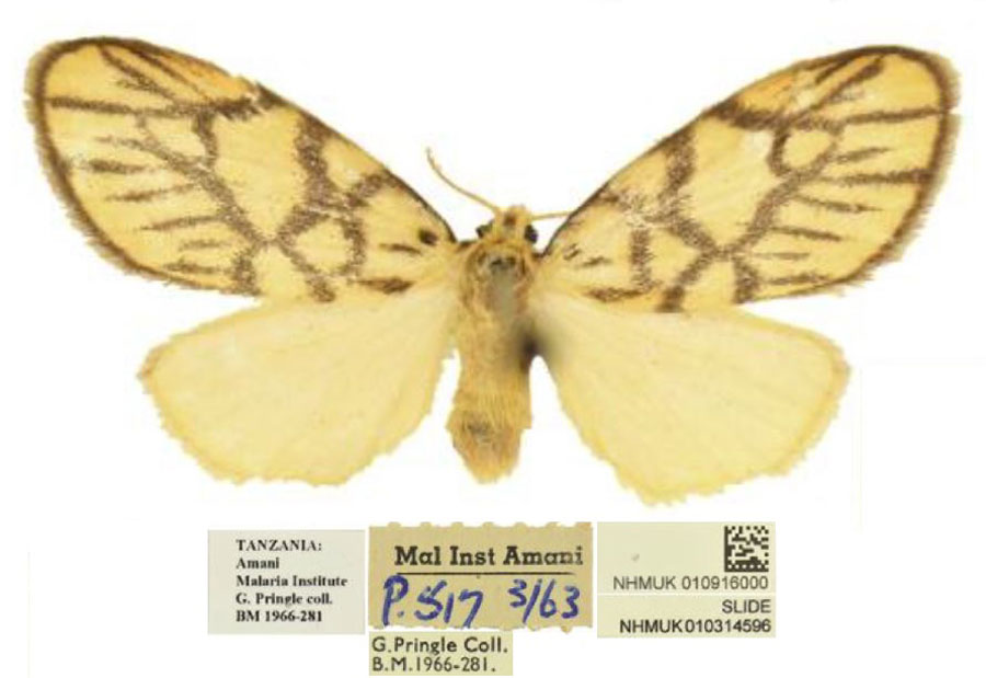 /filer/webapps/moths/media/images/P/pringlei_Tumicla_PTF_BMNH.jpg