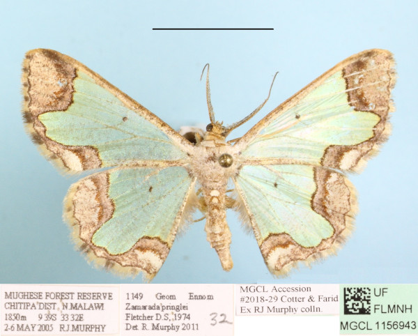 /filer/webapps/moths/media/images/P/pringlei_Zamarada_A_MGCLa_01.JPG