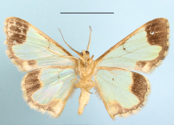 /filer/webapps/moths/media/images/P/pringlei_Zamarada_A_MGCLb_01.JPG