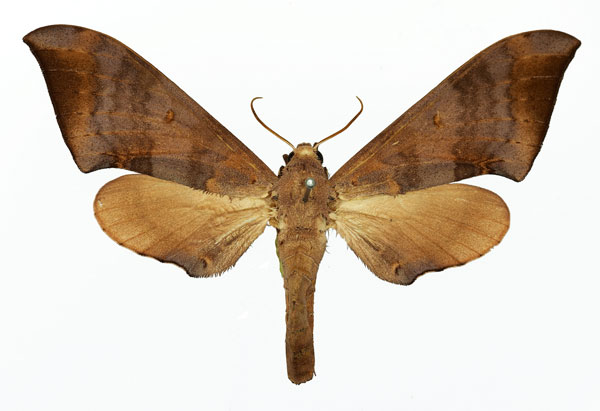 /filer/webapps/moths/media/images/P/prionites_Neopolyptychus_AF_Basquin_01.jpg