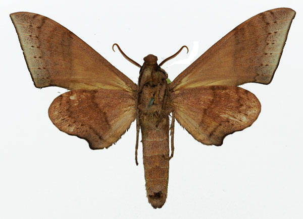 /filer/webapps/moths/media/images/P/prionites_Neopolyptychus_AM_Basquin_01b.jpg