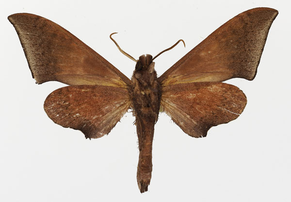 /filer/webapps/moths/media/images/P/prionites_Neopolyptychus_AM_Basquin_02b.jpg