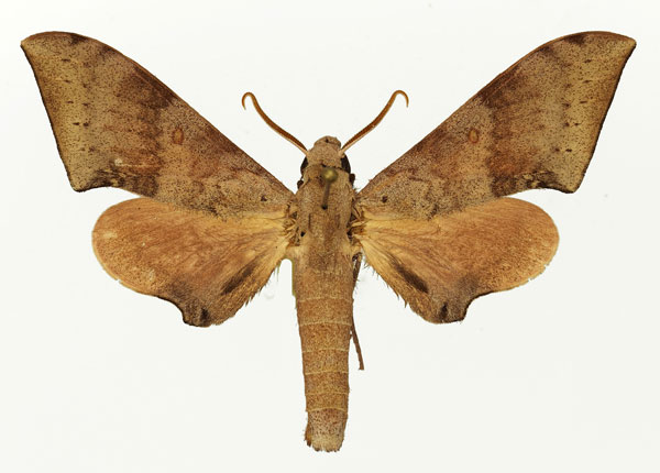 /filer/webapps/moths/media/images/P/prionites_Neopolyptychus_AM_Basquin_03a.jpg