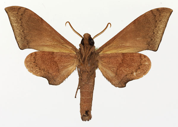 /filer/webapps/moths/media/images/P/prionites_Neopolyptychus_AM_Basquin_03b.jpg