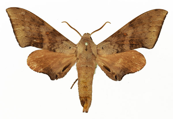 /filer/webapps/moths/media/images/P/prionites_Neopolyptychus_AM_Basquin_04a.jpg