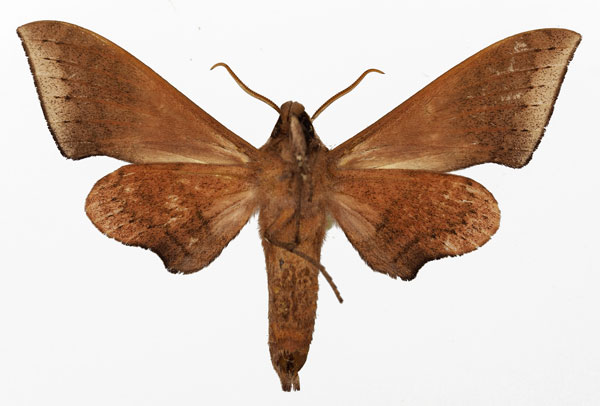 /filer/webapps/moths/media/images/P/prionites_Neopolyptychus_AM_Basquin_04b.jpg