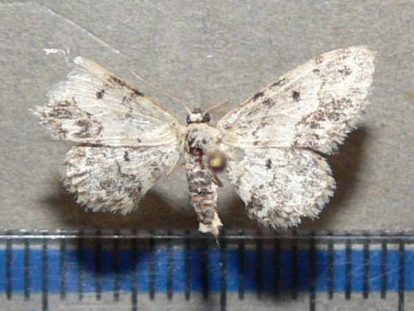 /filer/webapps/moths/media/images/P/prionodonta_Idaea_A_Goffa_01.jpg