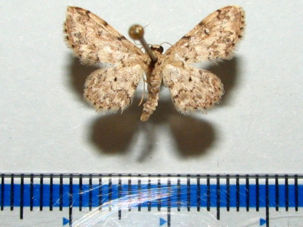 /filer/webapps/moths/media/images/P/prionodonta_Idaea_A_Goffa_02.jpg